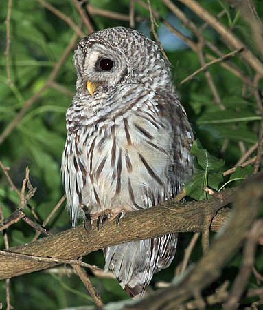 Barred Owl (Strix varia)
