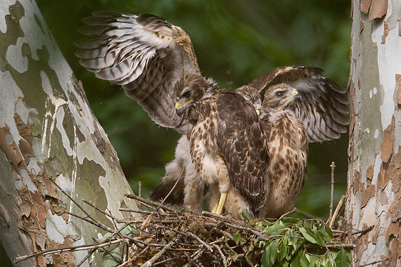 Red-shouldered Hawk (Buteo lineatus) juvenile