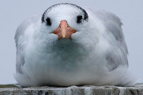Royal Tern (Thalasseus maximus)