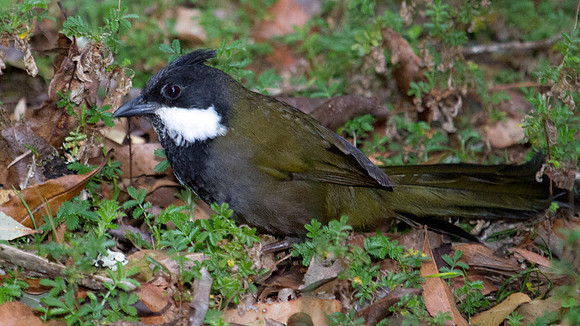 Eastern whipbird (Psophodes olivaceus)