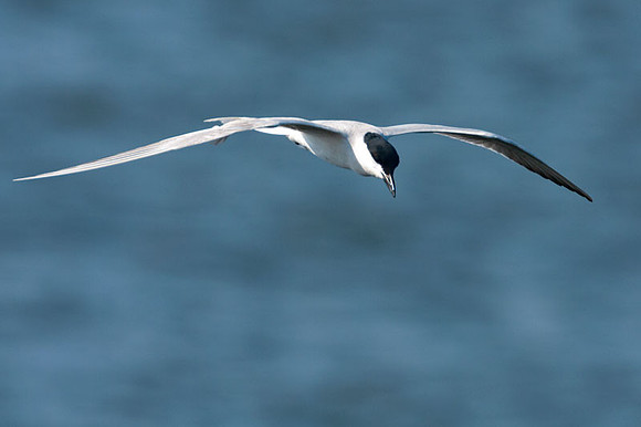 Gull-billed Tern (Gelochelidon nilotica)