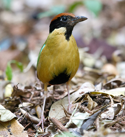 Noisy pitta (Pitta versicolor)