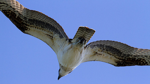Osprey (Pandion haliaetus)