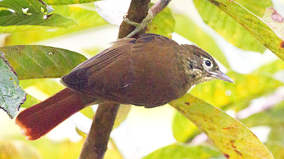 Montane Foliage-gleaner (Anabacerthia striaticollis)