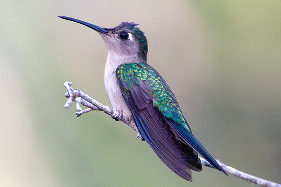 Wedge-tailed Sabrewing (Campylopterus curvipennis)