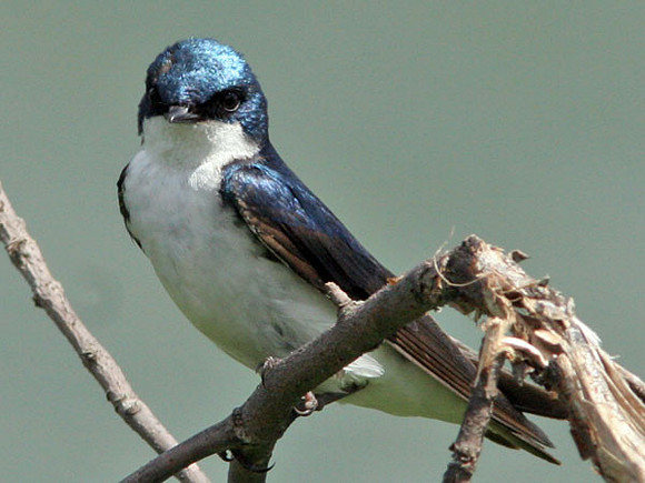 Tree Swallow (Tachycineta bicolor)