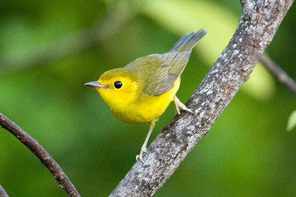 Prothonotary Warbler (Protonotaria citrea) male