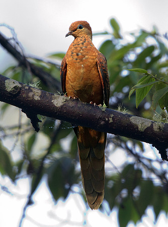 Ruddy cuckoo-dove (Macropygia emiliana)