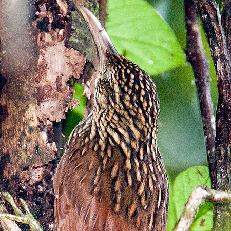 Streak-headed Woodcreeper (Lepidocolaptes souleyetii)