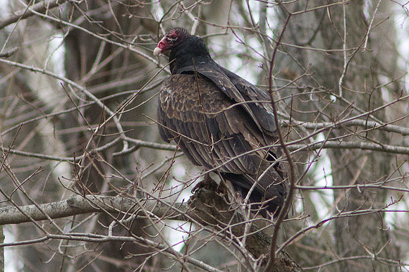 Turkey Vulture (Cathartes aura)