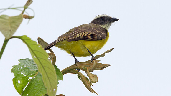 Social Flycatcher (Myiozetetes similis)