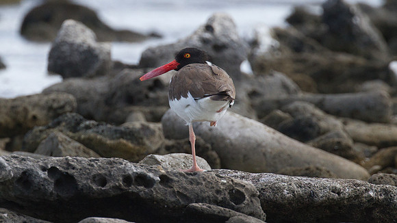 American Oystercatcher (Haematopus palliatus)