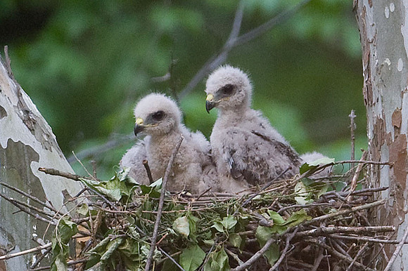 Red-shouldered Hawk (Buteo lineatus) juvenile