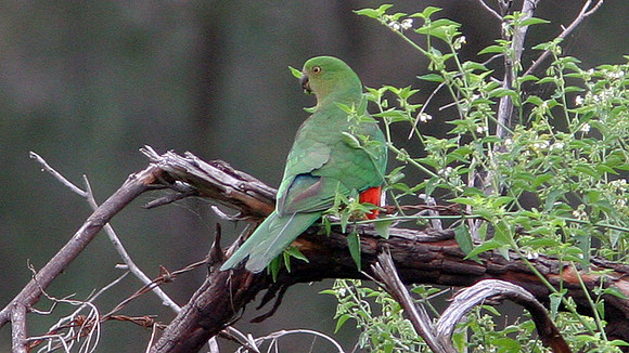 Australian King Parrot (Alisterus scapularis) female