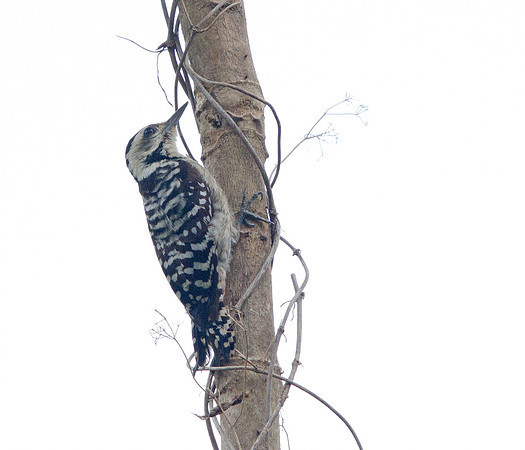 Fulvous-breasted woodpecker (Dendrocopos macei)