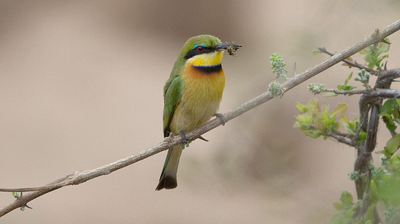 Little Bee-eater (Merops pusillus)