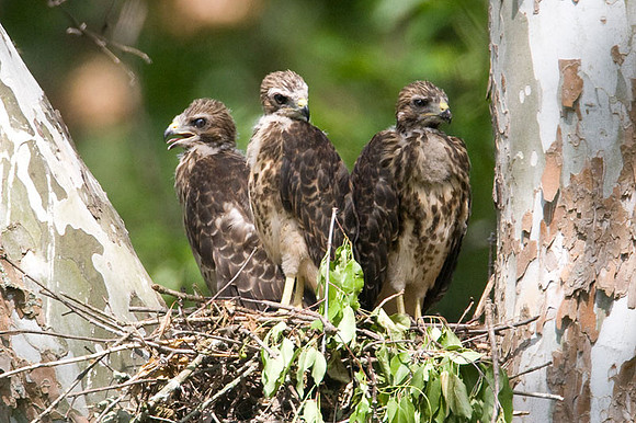 Red-shouldered Hawk (Buteo lineatus) juvenile