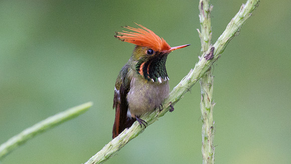 Rufous-Crested Coquette (Lophornis delattrei) - male