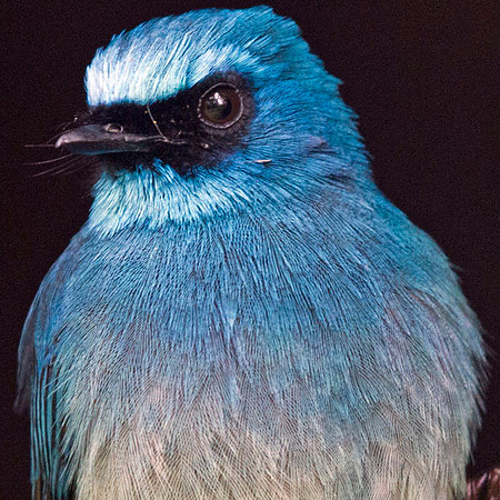 Indigo flycatcher (Eumyias indigo)