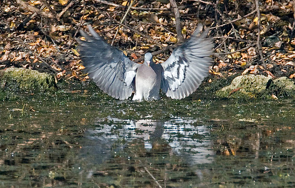 Common Wood Pigeon (Columba palumbus)