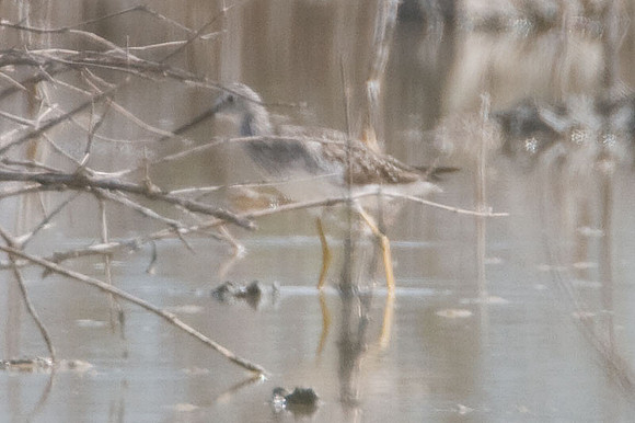 Greater Yellowlegs (Tringa melanoleuca)