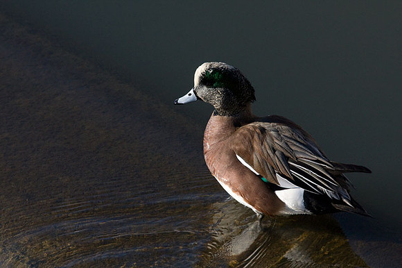 American Wigeon (Anas americana) male; also known as American Widgeon, Baldpate