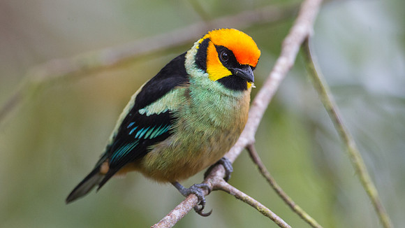 Flame-faced Tanager (Tangara parzudakii)