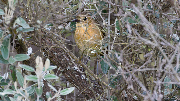 Tawny Antpitta (Grallaria quitensis)