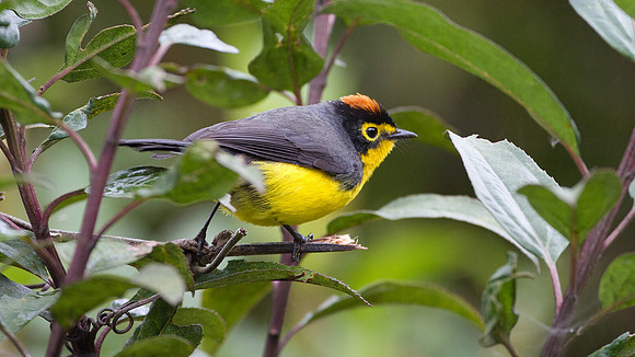 Spectacled Whitestart (Myioborus melanocephalus)