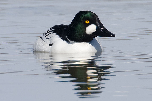 Common Goldeneye (Bucephala clangula)