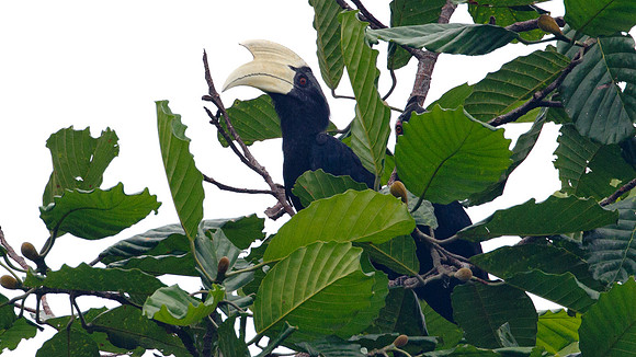 Asian Black Hornbill (Anthracoceros malayanus) male, female