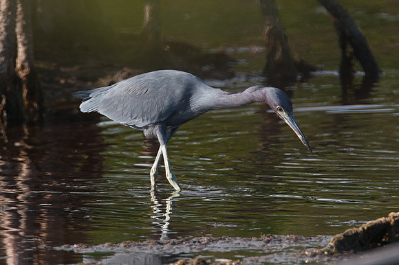 Little Blue Heron (Egretta caerulea)