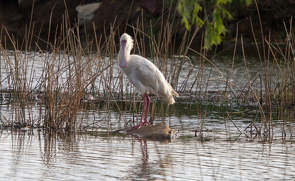 African Spoonbill (Platalea alba)