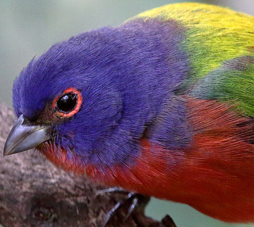 Painted bunting (Passerina ciris) Male