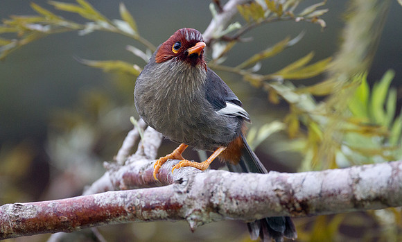 Chestnut-hooded Laughingthrush (Rhinocichla treacheri)