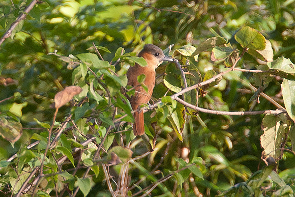 Rose-throated Becard (Pachyramphus aglaiae) female