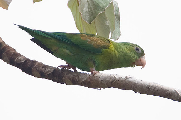 Orange-chinned Parakeet (Brotogeris jugularis) also known as Tovi Parakeet