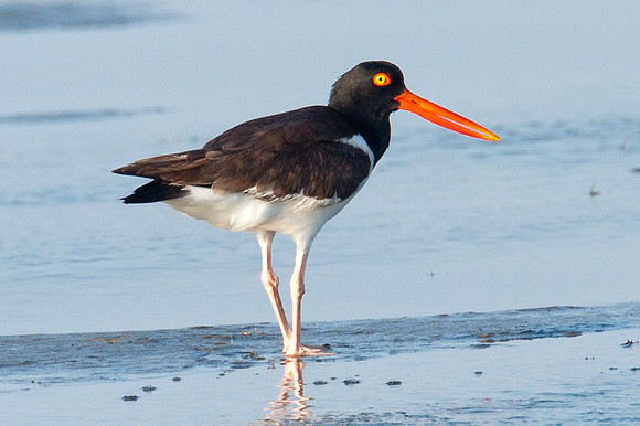 American Oystercatcher (Haematopus palliatus) also known as American Pied Oystercatcher