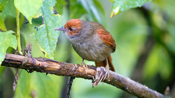 Red-faced Spinetail (Cranioleuca erythrops)