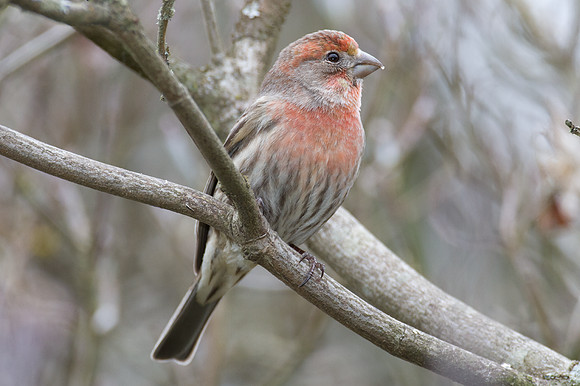 House Finch (Carpodacus mexicanus)
