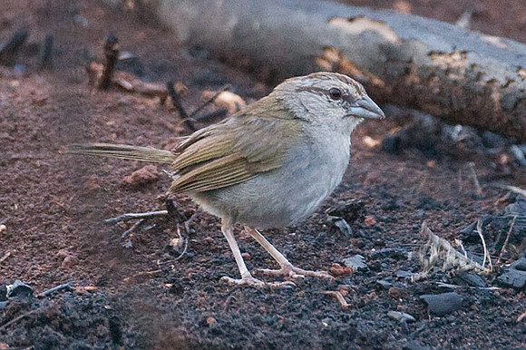 Olive Sparrow (Arremonops rufivirgatus)