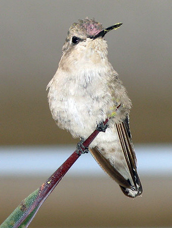 Costa's Hummingbird (Calypte costae) female