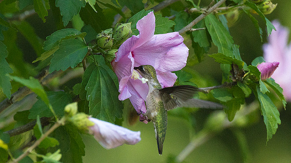 Ruby-throated Hummingbird (Archilochus colubris) female