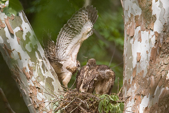 Red-shouldered Hawk (Buteo lineatus) juvenile