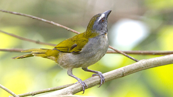 Buff-throated Saltator (Saltator maximus)
