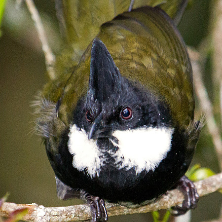 Eastern whipbird (Psophodes olivaceus)