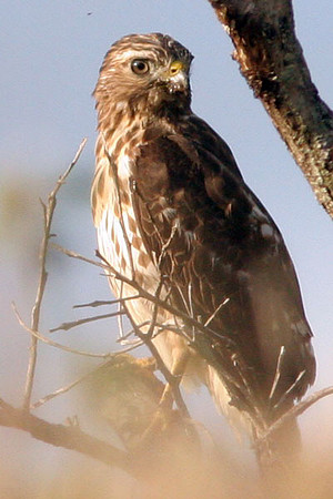 Broad-winged Hawk (Buteo platypterus)