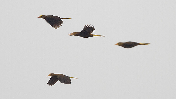 Russet-backed Oropendola (Psarocolius angustifrons)
