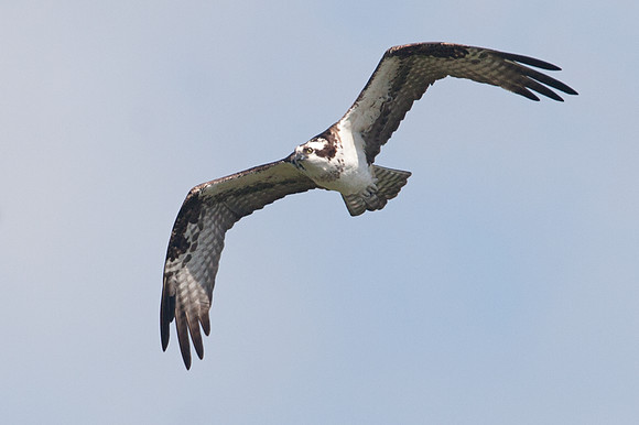 Western Osprey (Pandion haliaetus)