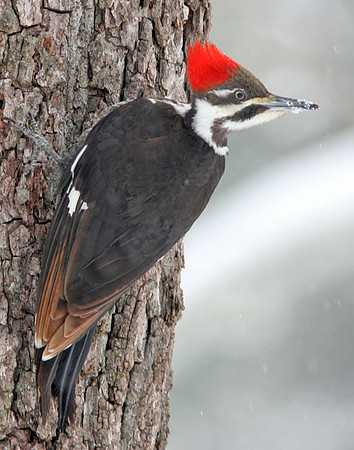 Pileated Woodpecker (Dryocopus pileatus) female